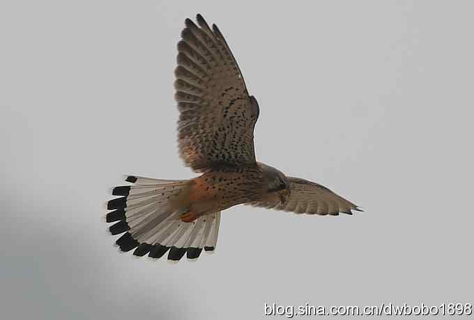 鸟友再聚白河湾 鸟友再聚白河湾