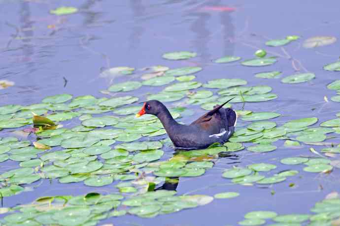北京将府公园的鸟类——黑水鸡
