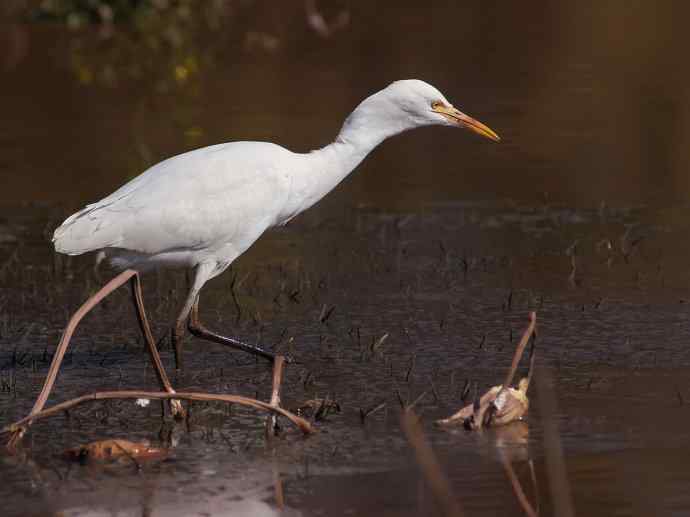 牛背鹭(近摄) 牛背鹭(近摄)
