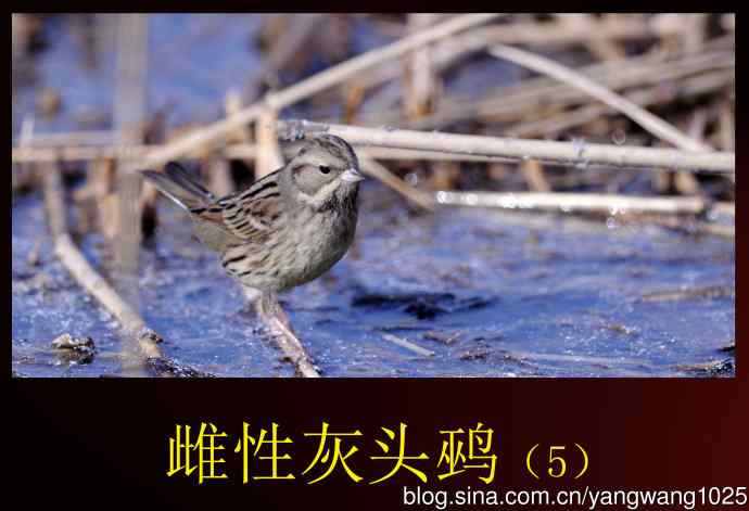 雌性灰头鹀（5）