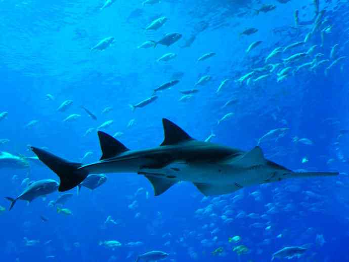 鱼类活化石:锯鳐 鱼类活化石:锯鳐