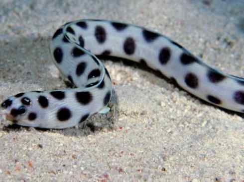 龙：传说的兽原型探秘（鲤鱼）