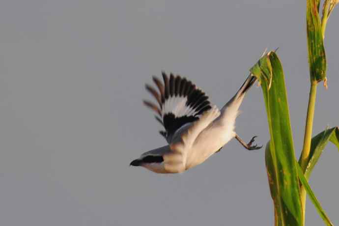 阿穆尔隼:野鸭湖黎明观猛* 阿穆尔隼:野鸭湖黎明观猛*