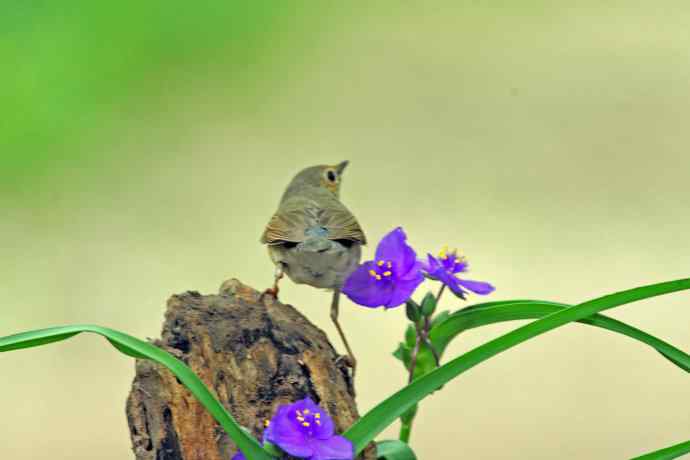 雌性蓝歌鸲与紫露草（2）
