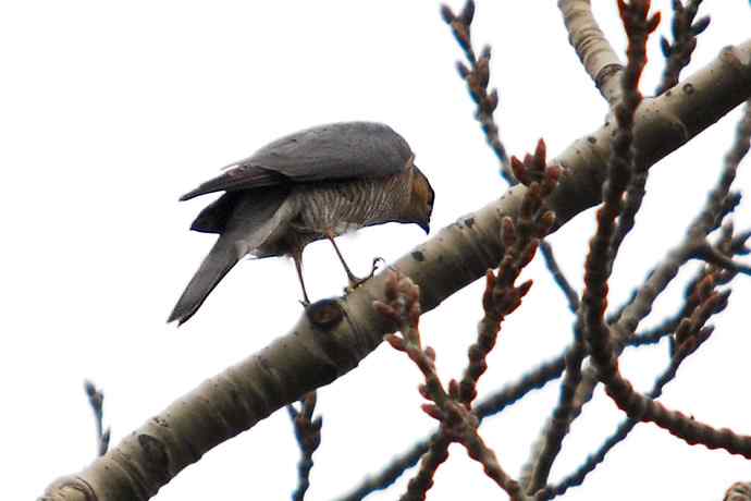 北京植物园赏鸟（九），雀鹰（组图）