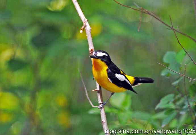 雄性白眉姬鹟（1）