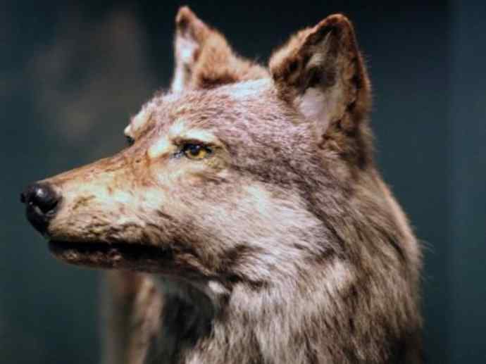 犬科：犬亚科犬属之澳洲野犬、歌唱犬、家犬