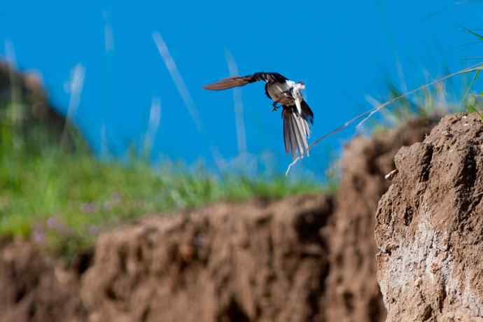 【新鸟】坝上鸟.白顶鵖