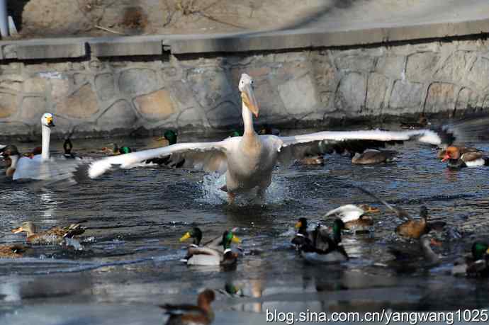 鹈鹕(大白)飞去 鹈鹕(大白)飞去