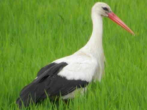 另类鸟类建筑师之一（白鹳、秃鹳）
