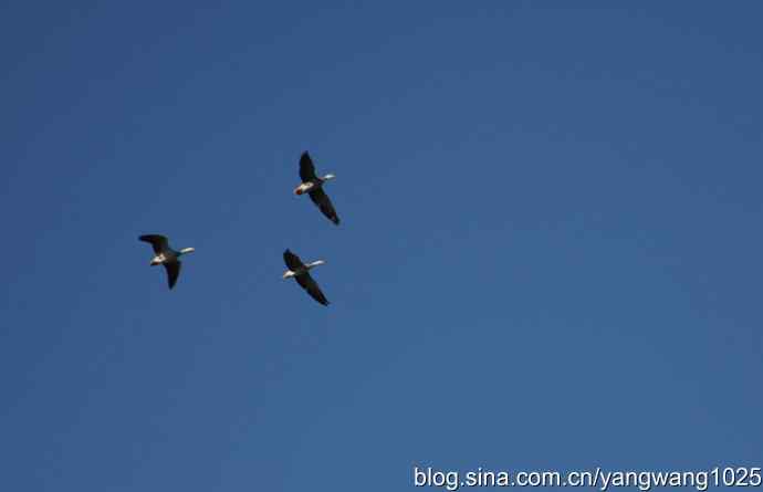 飞 wbr(斑头雁) wbr2 飞 wbr(斑头雁) wbr2