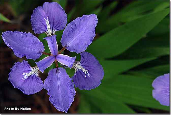 北戴河风光一瞥