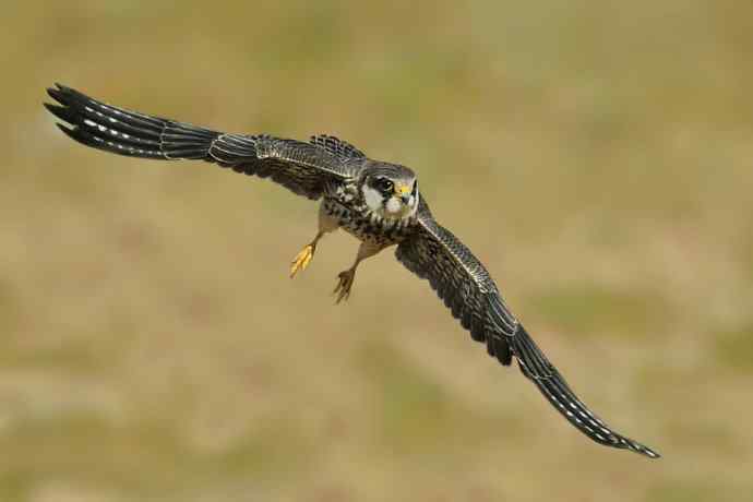 野鸭湖抓拍的小隼与伯劳