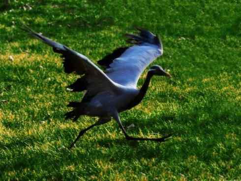 自然奇观：动物大迁徙(鹤类)