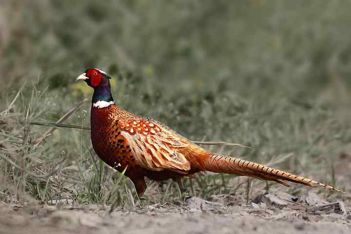 环颈鸻叫声下载