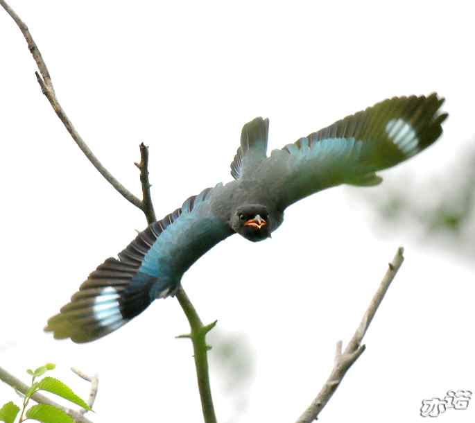 圆明园&nbsp;wbr路&nbsp;wbr三宝鸟（清晰、飞行版）