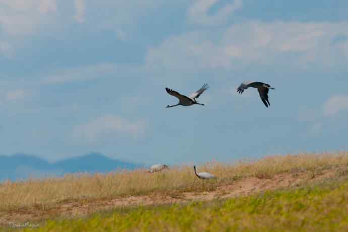 鹤舞秋风劲 蓝天浮云长