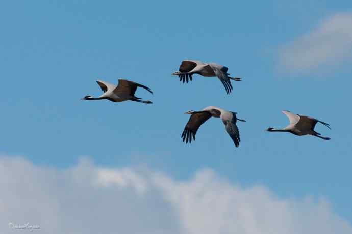鹤舞秋风劲 蓝天浮云长