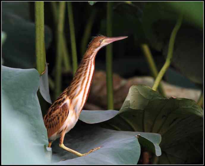 青年黄苇鳽和青年黑水鸡