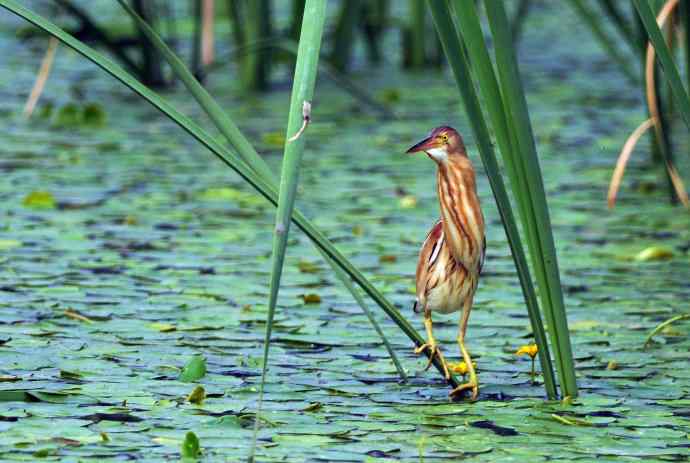 捕鱼的黄苇鳽（记实）2