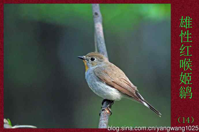 雄性红喉姬鹟（14）