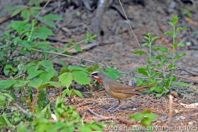 雄性红喉歌鸲（18）
