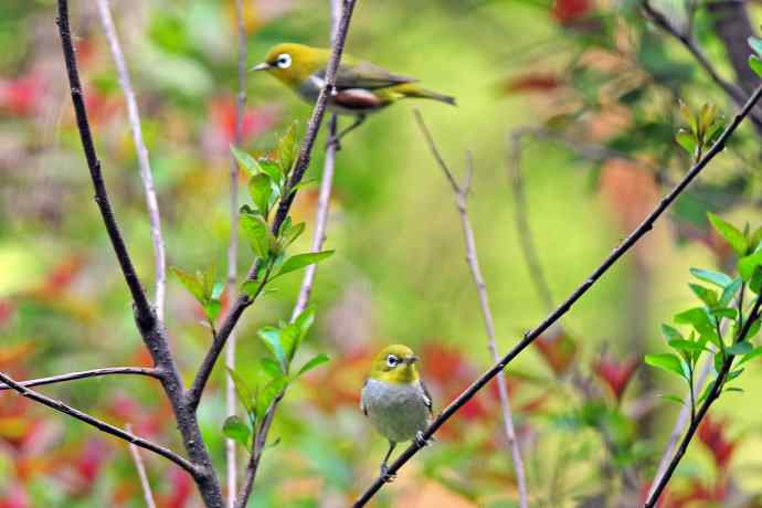 红胁绣眼鸟（8）