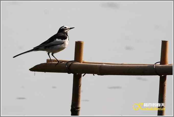 距离产生美【照片】 距离产生美【照片】