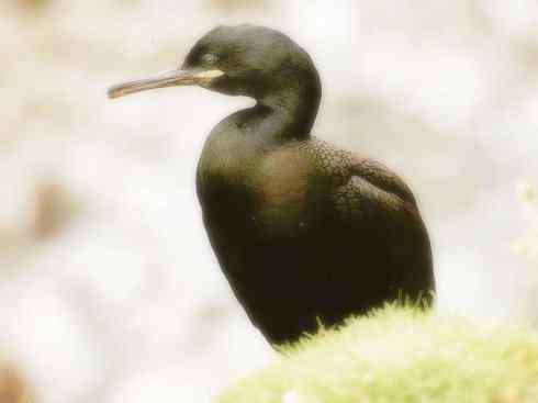 家禽驯化之源之四