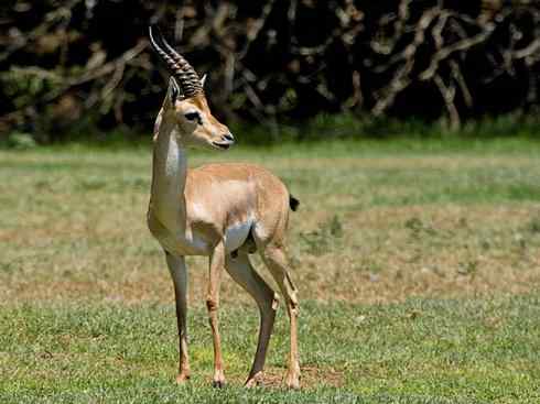 麒麟：传说的兽原型探秘（鹿羚）