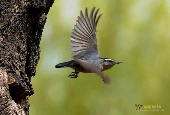 黑头鳾：放飞春天