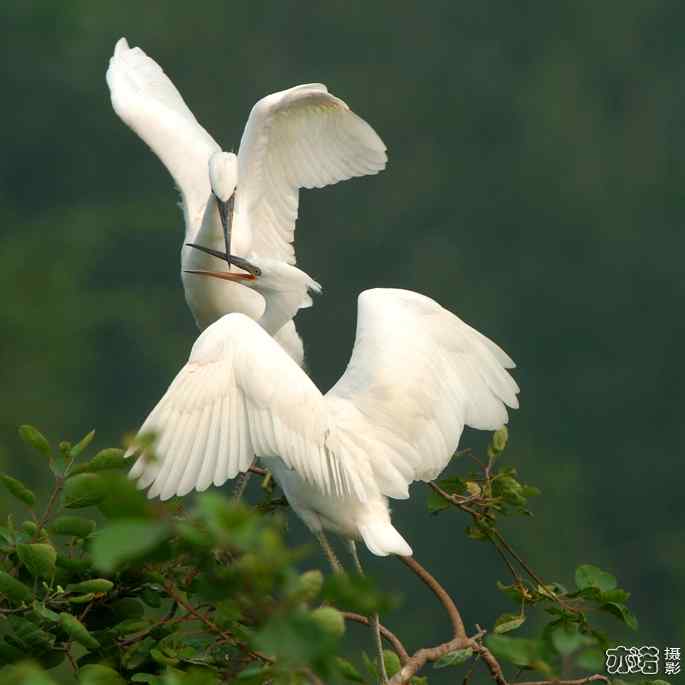 小白鹭与小夜鹭 小白鹭与小夜鹭