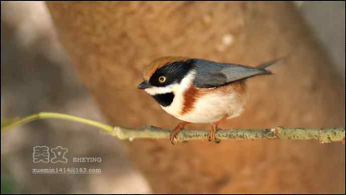 红头[长尾]山雀