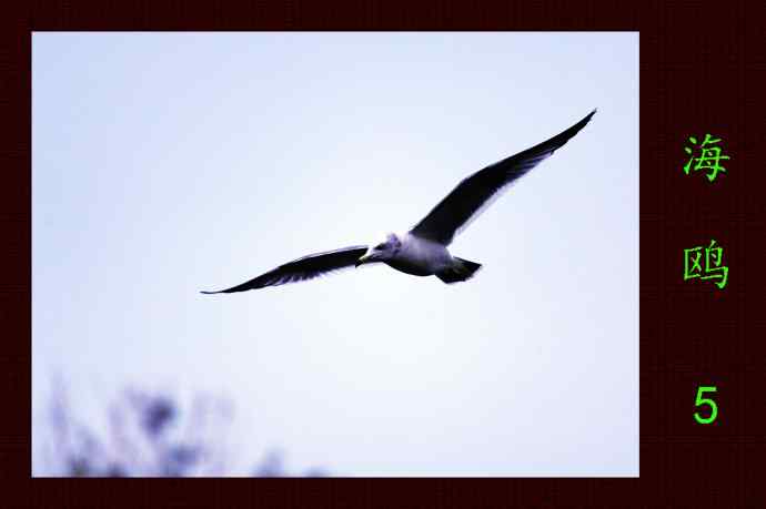 海鸥(5)