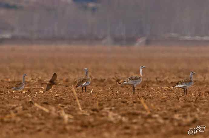 密云水库&nbsp;wbr路&nbsp;wbr大鸨