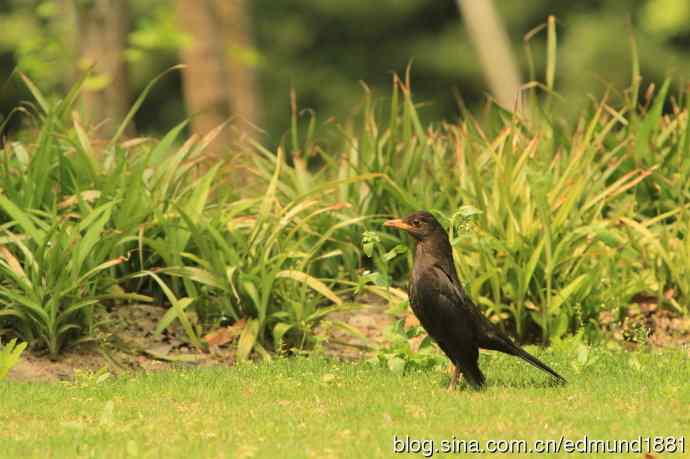 穷人大炮-量力而为之打鸟作乐
