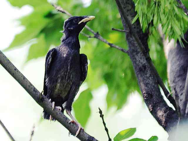 晕~ wbr这都啥鸟儿啊 晕~ wbr这都啥鸟儿啊