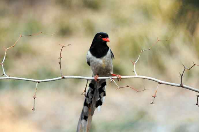 红嘴蓝鹊（11）