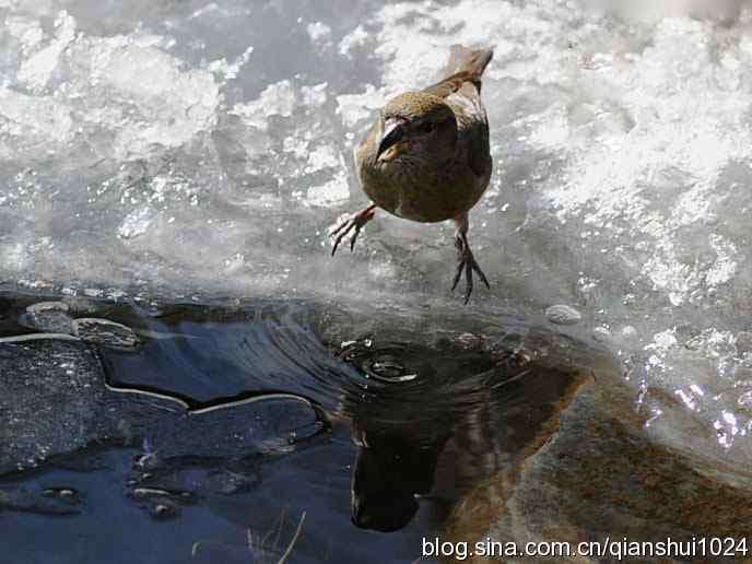 虎年最后一只鸟.交嘴雀(植物园)