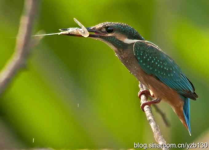 小翠吃虾（组图，16张图片）