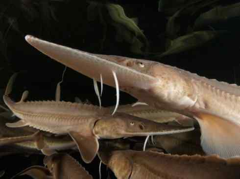 鱼类活化石：中华鲟