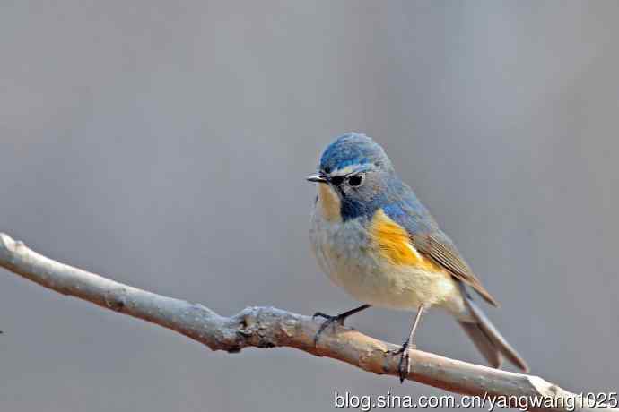 雄性红胁蓝尾鸲(28) 雄性红胁蓝尾鸲(28)