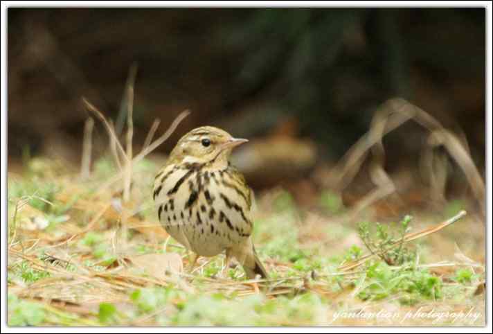 树鹨（西雀、地麻雀）叫声下载 