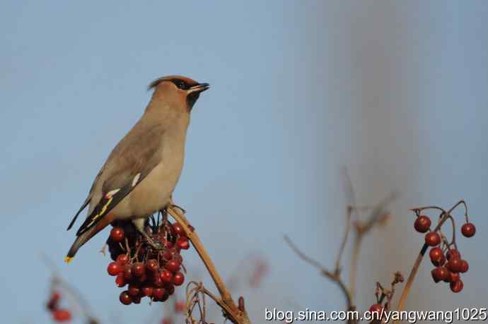 太平鸟（抓拍）3