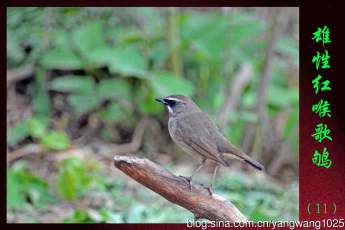 雄性红喉歌鸲（11）