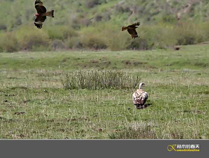 红原大草原的鈥満陴扳