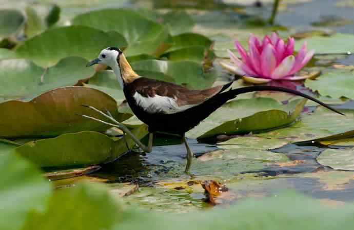 水雉：凌波一跃百媚生*
