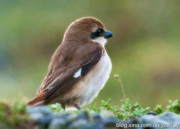 北疆鈥溗拇蟛外澥掌淙ㄗ橥迹8张图片）