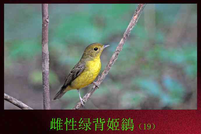 雌性绿背姬鶲（19）