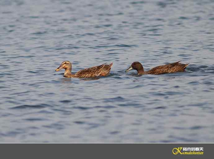 远摄鈥滒叼蒜潯臼蹬摹